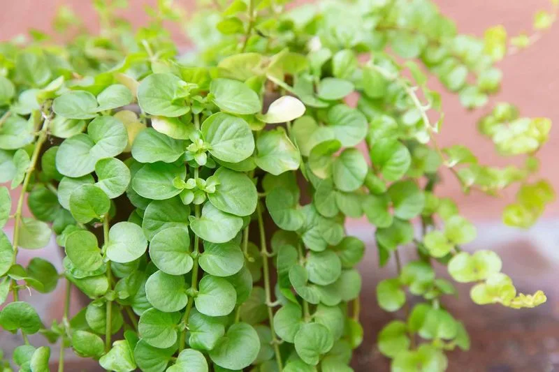 Creeping Jenny