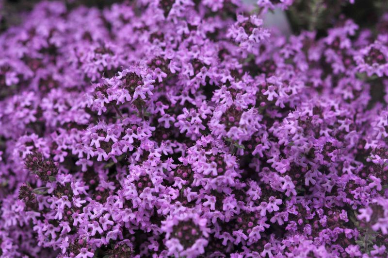 Creeping Thyme (Thymus serpyllum)