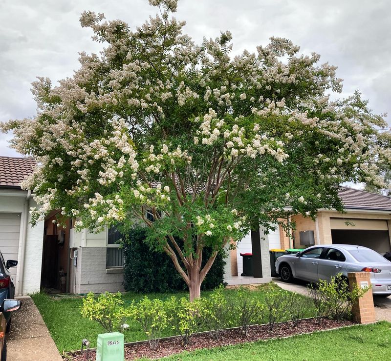 Crepe Myrtle