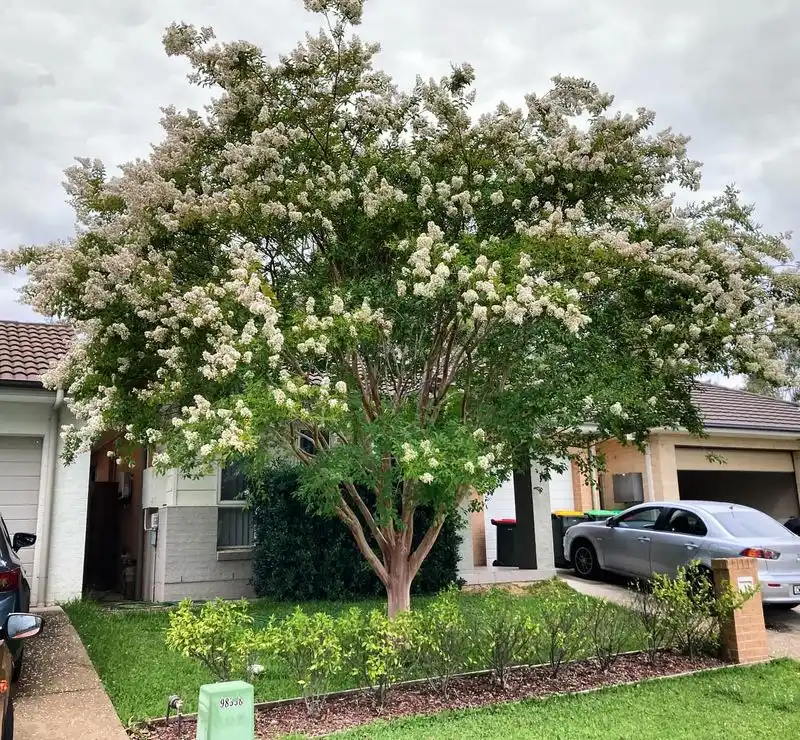 Crepe Myrtle