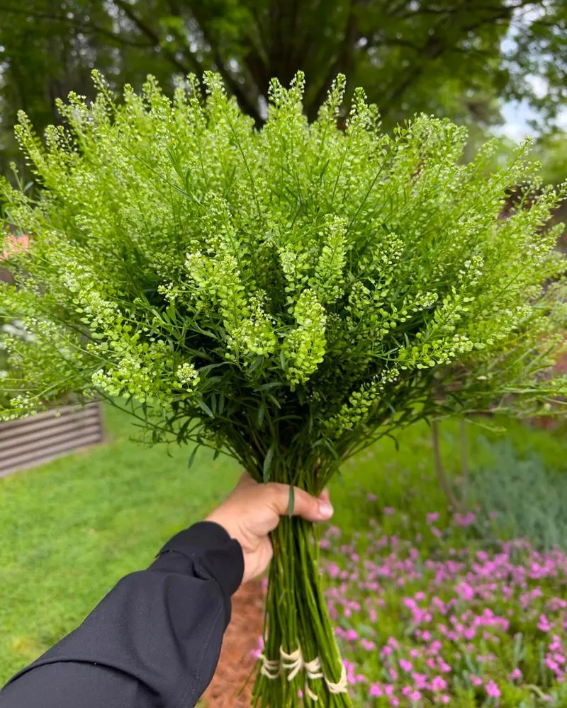 Cress