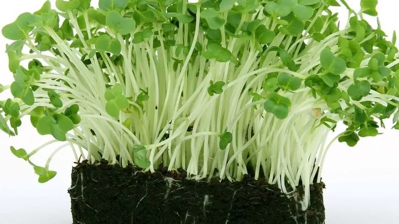 Cress