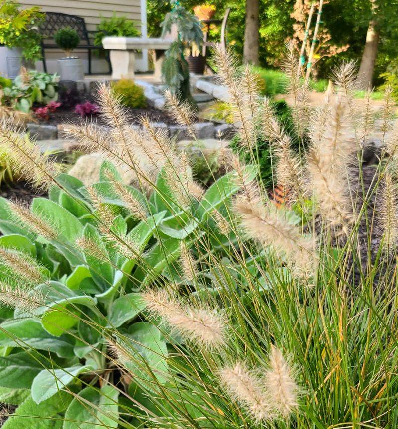 Ornamental Grasses (e.g., Fountain Grass)