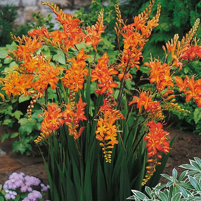 Crocosmia
