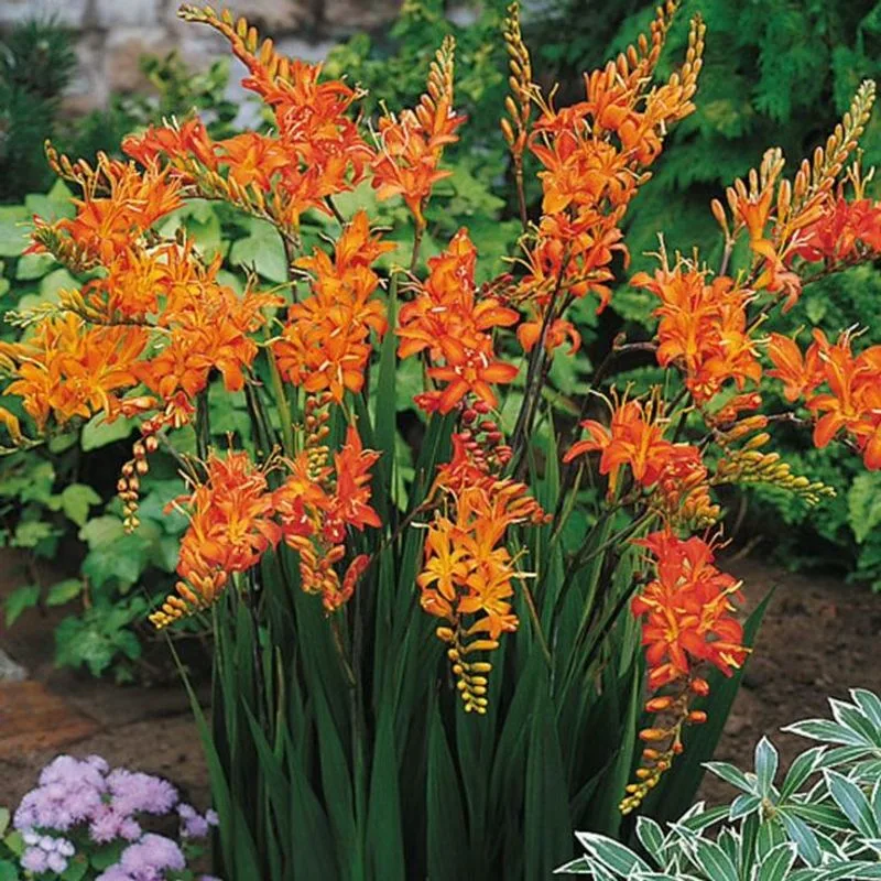 Crocosmia