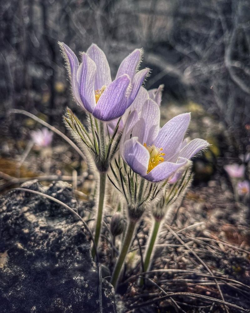 Crocus