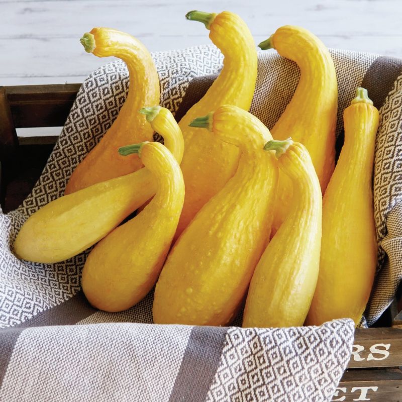 Crookneck Squash