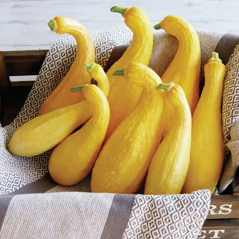 Crookneck Squash
