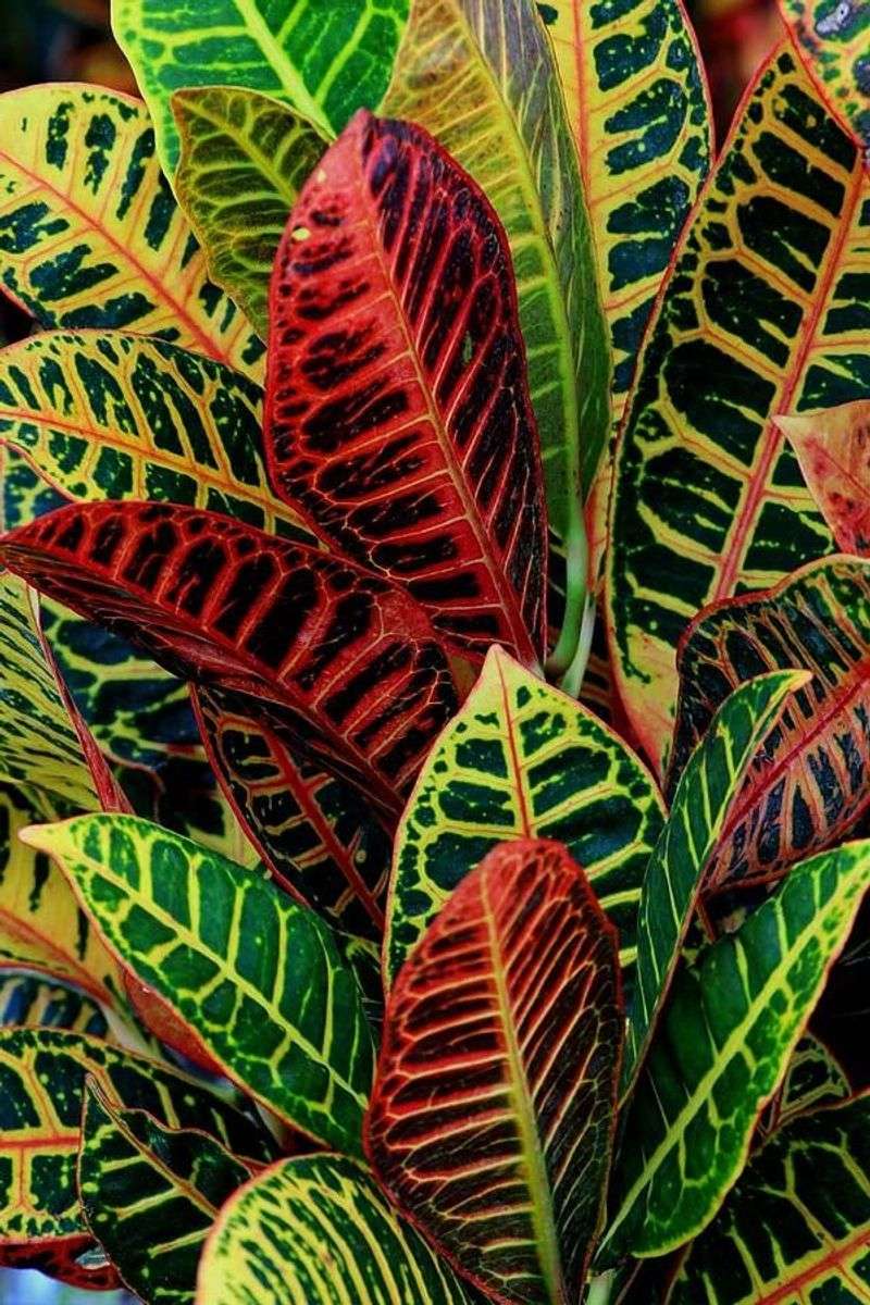 Croton