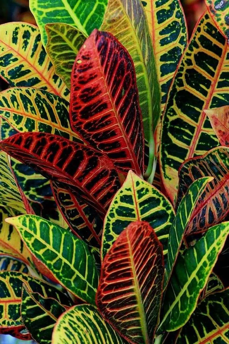 Croton