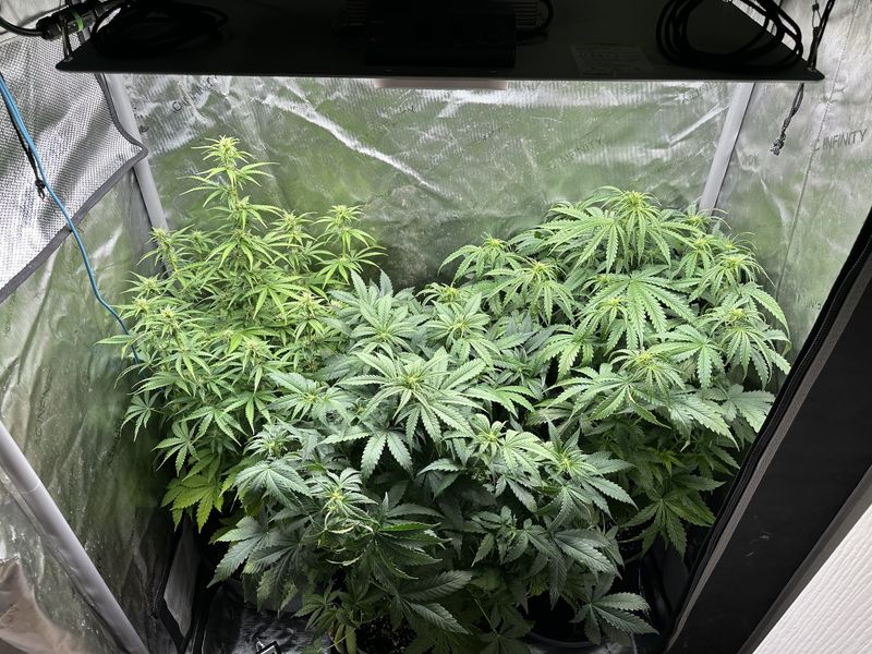 Crowded Growth