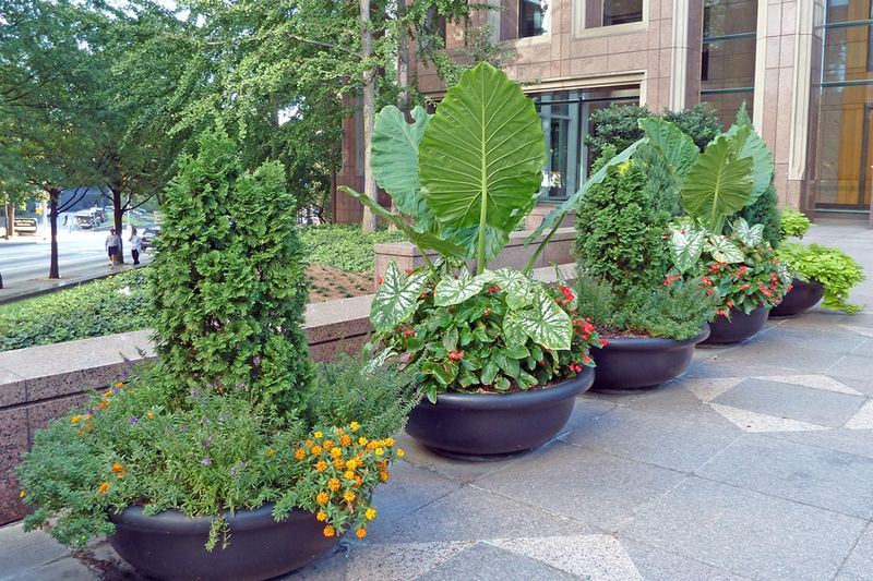 Crowding Plants