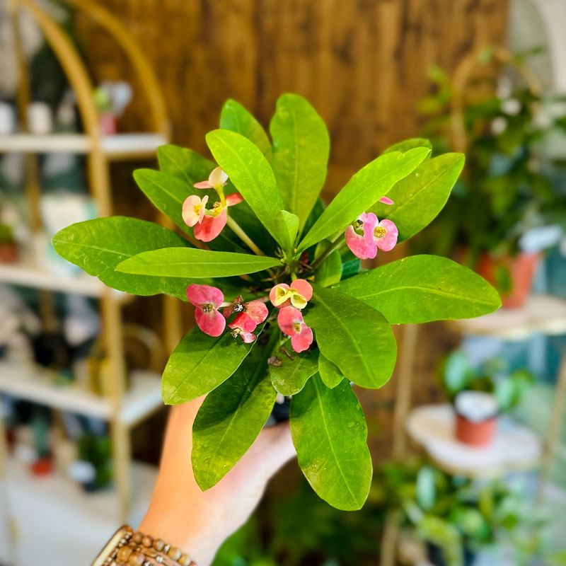 Crown of Thorns (Euphorbia milii)