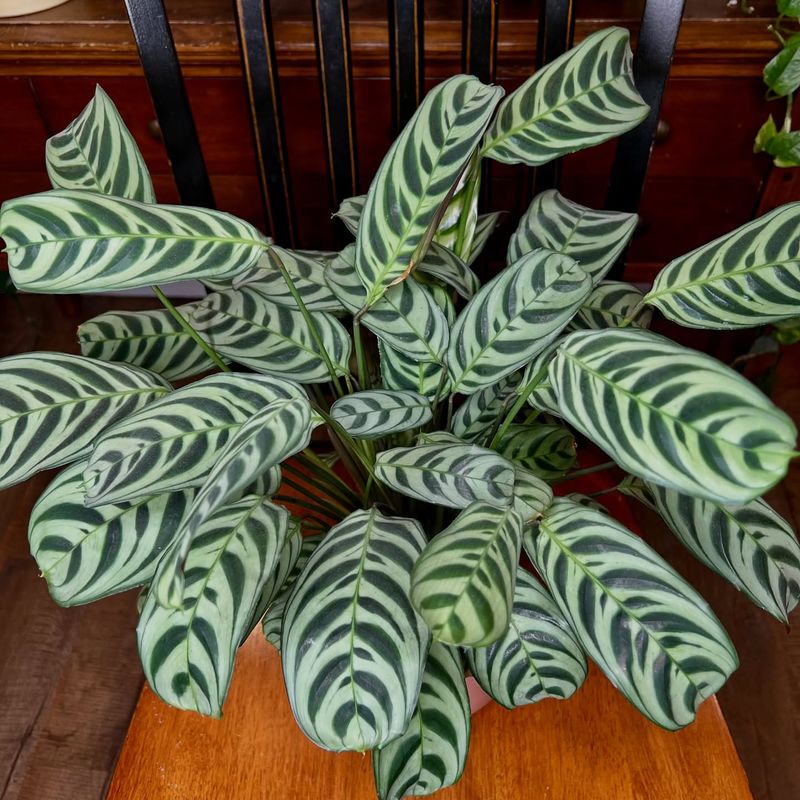 Ctenanthe