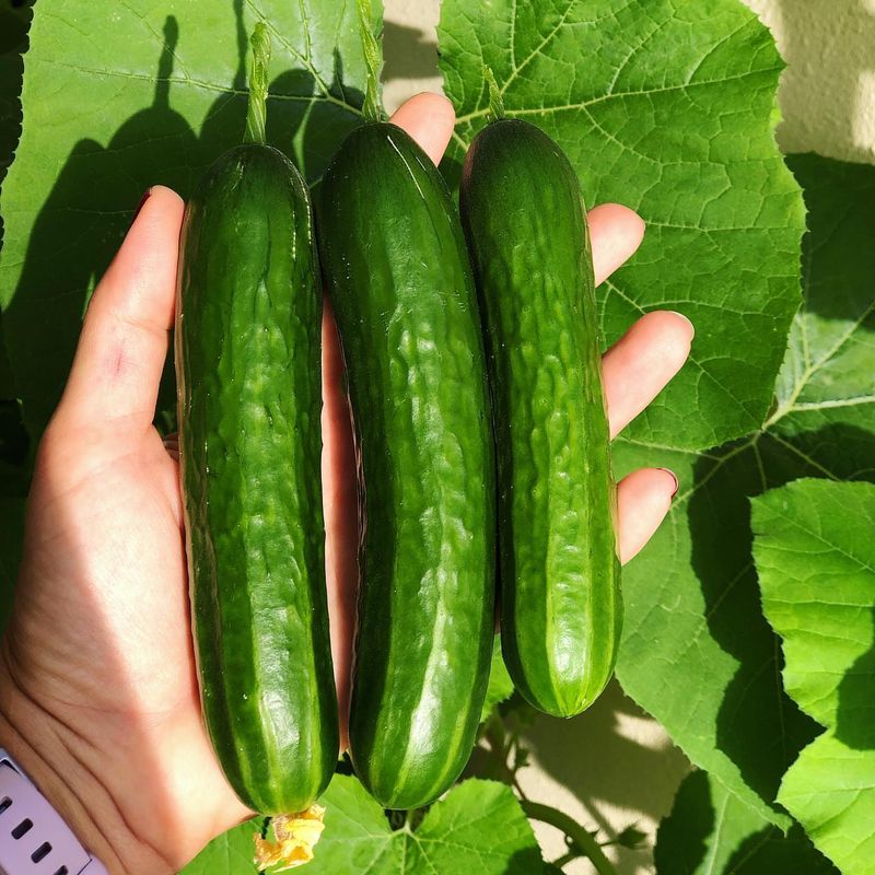 Cucumber