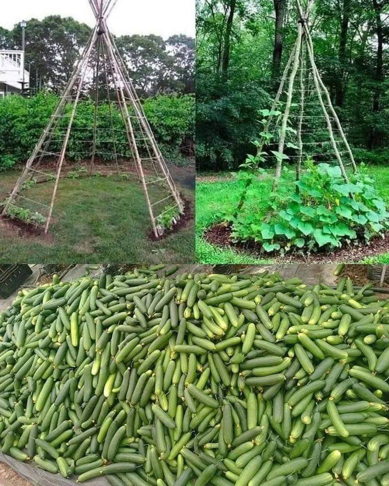 Cucumbers