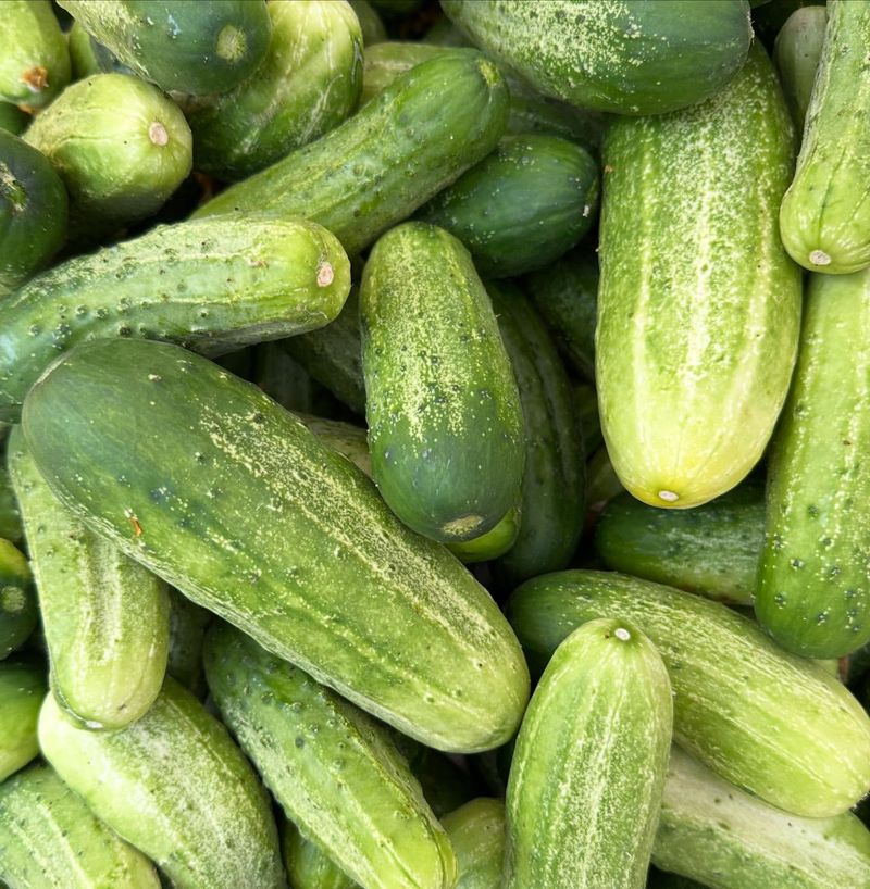 Cucumbers