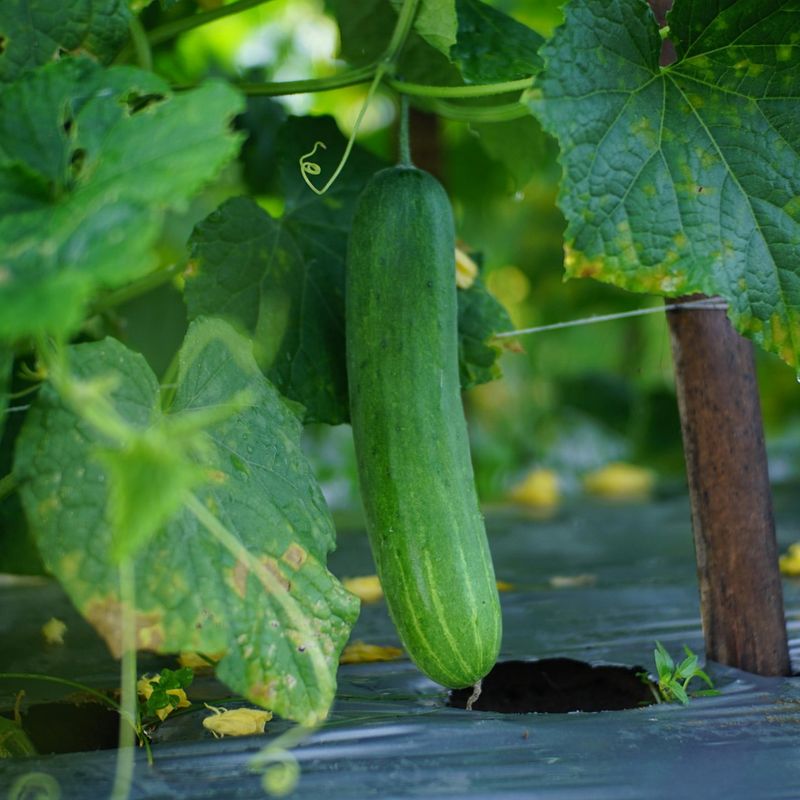 Cucumbers