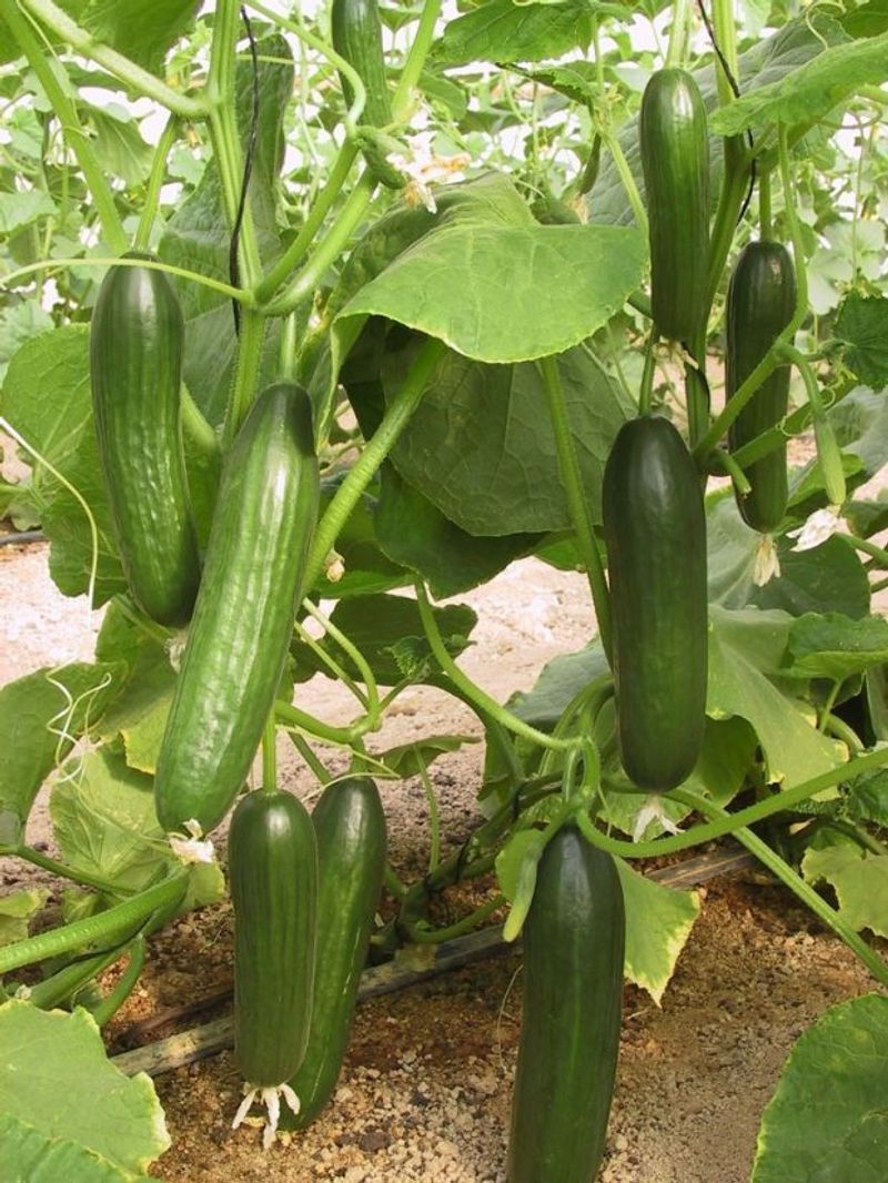 Cucumbers