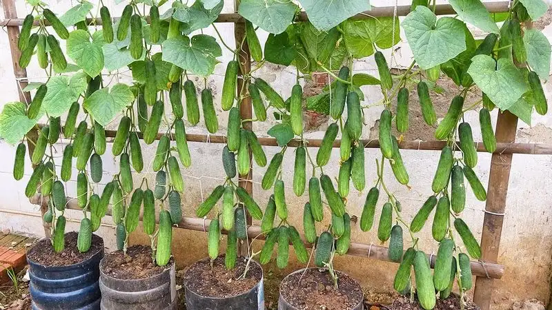 Cucumbers