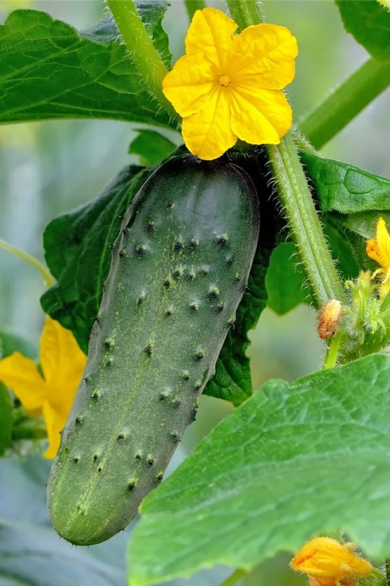 Cucumbers