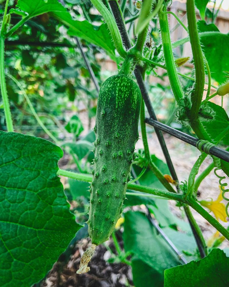 Cucumbers