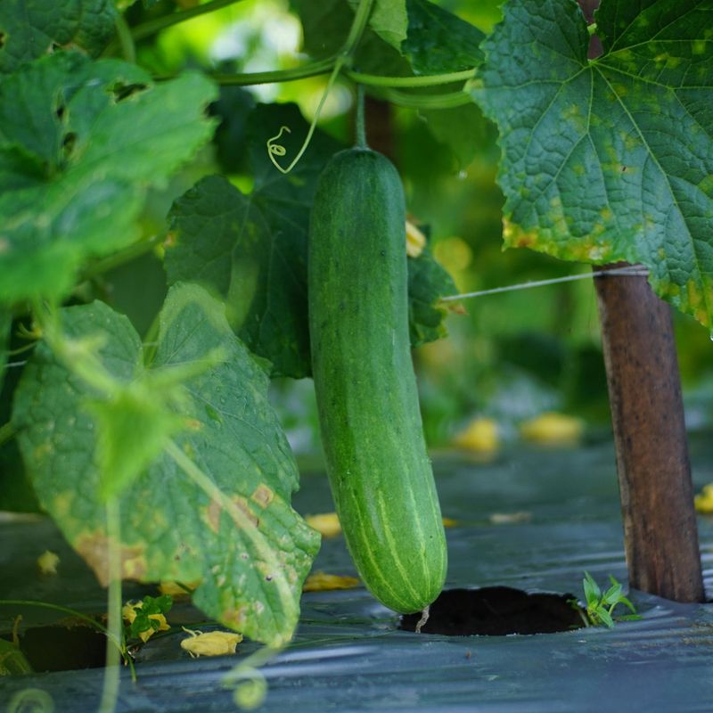 Cucumbers