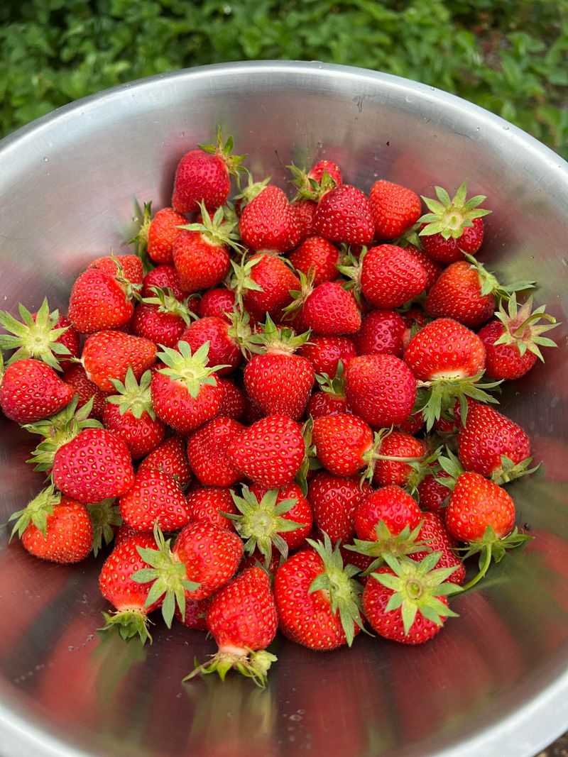 Strawberries