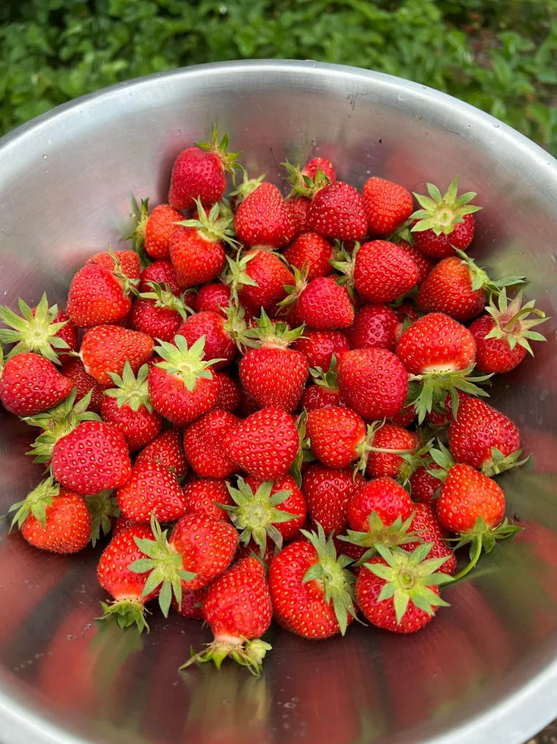 Strawberries