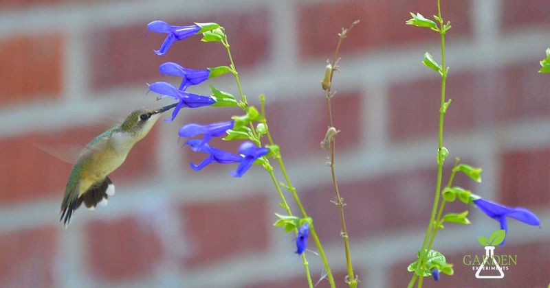 Salvia (Black & Blue, Pineapple Sage)