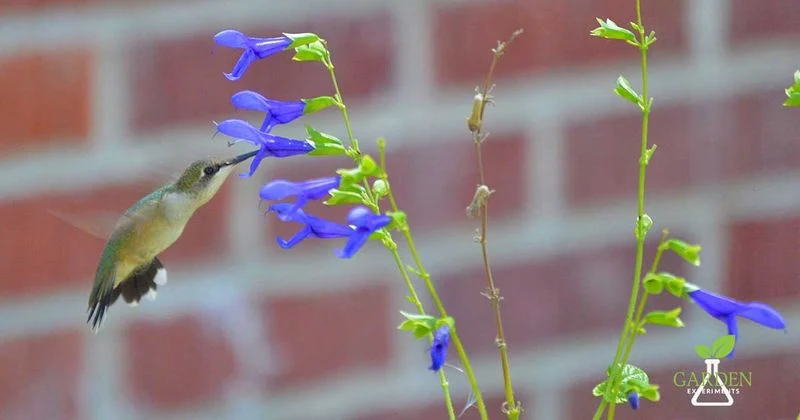 Salvia (Black & Blue, Pineapple Sage)