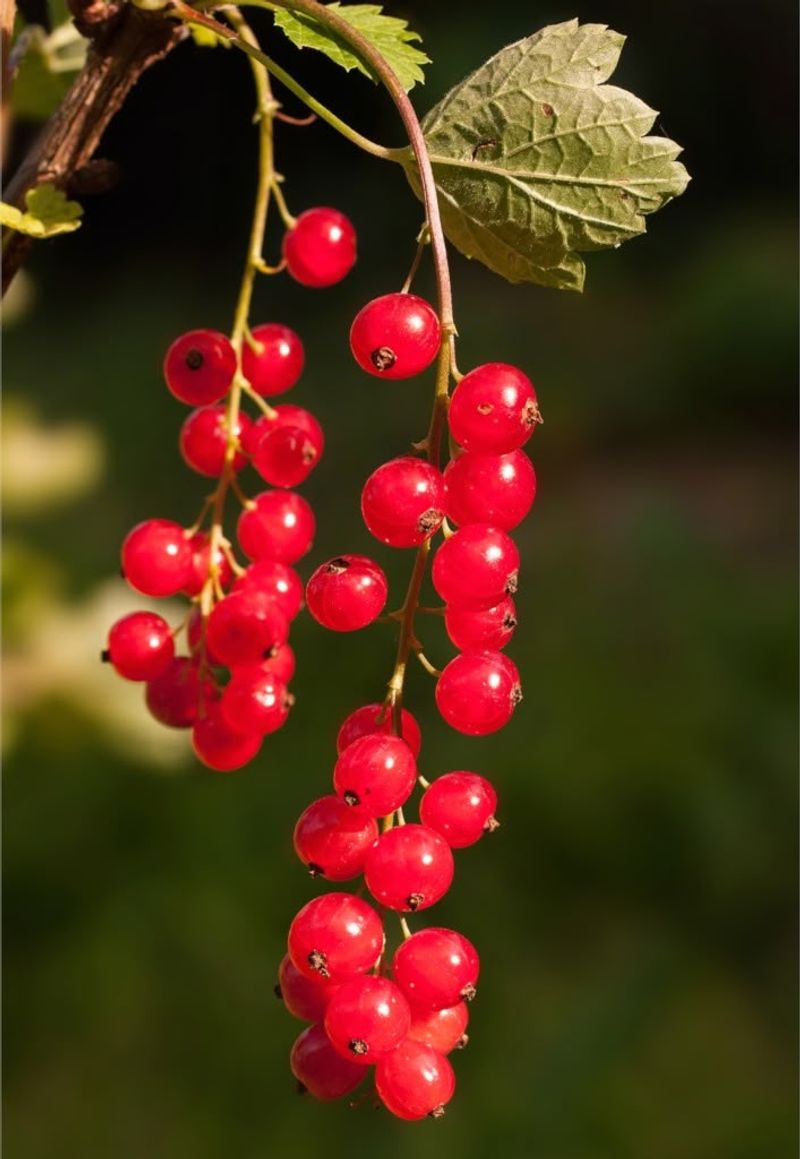 Currant
