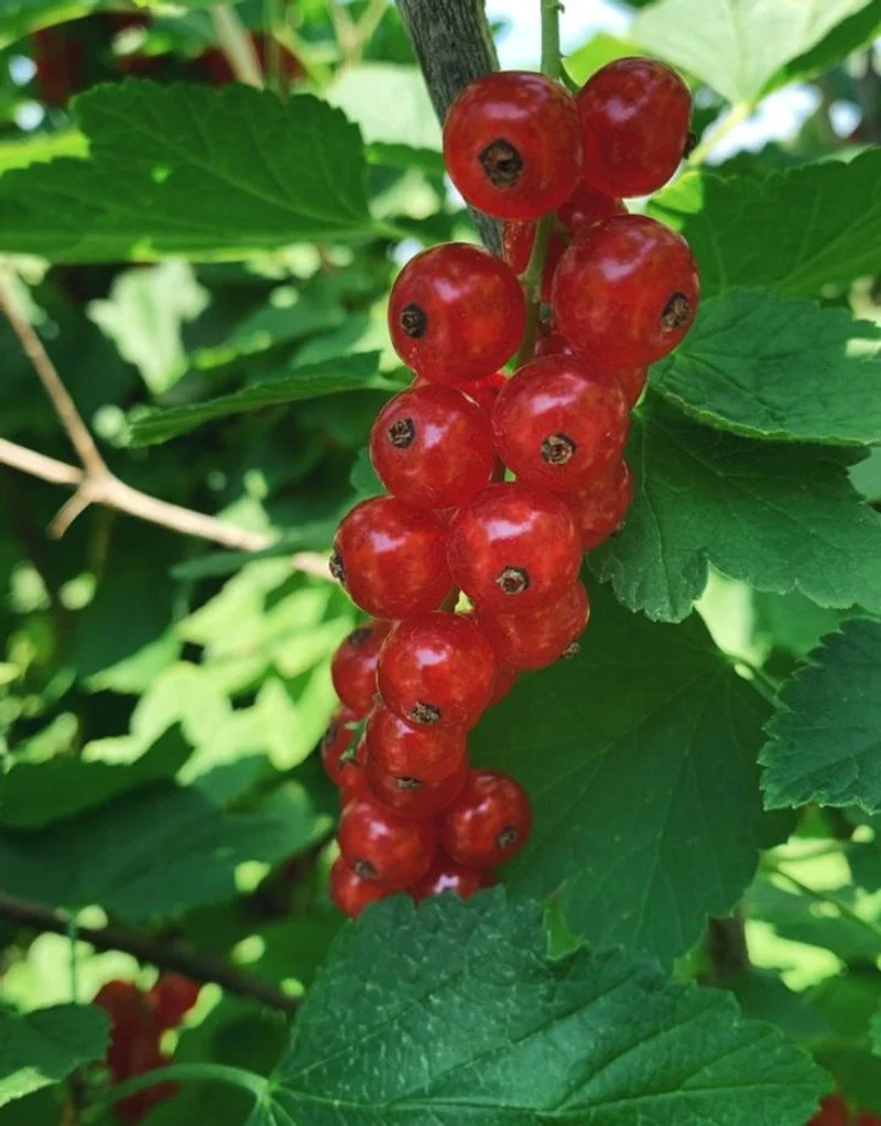 Currants