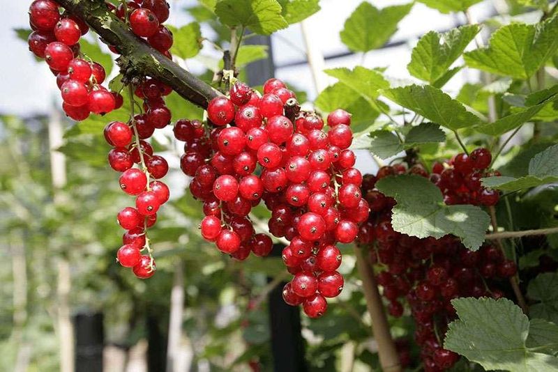 Currants