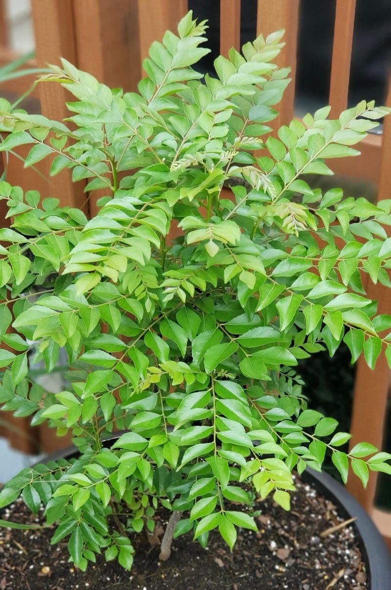 Curry Leaf Plant