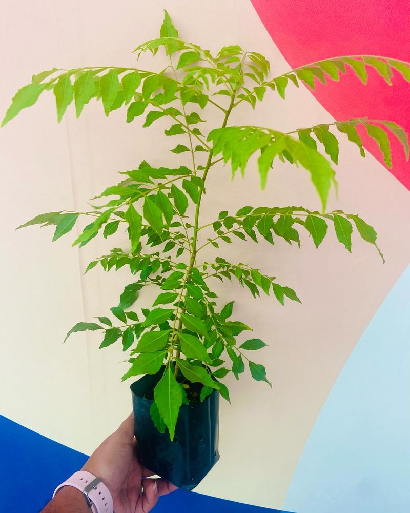 Curry Leaves