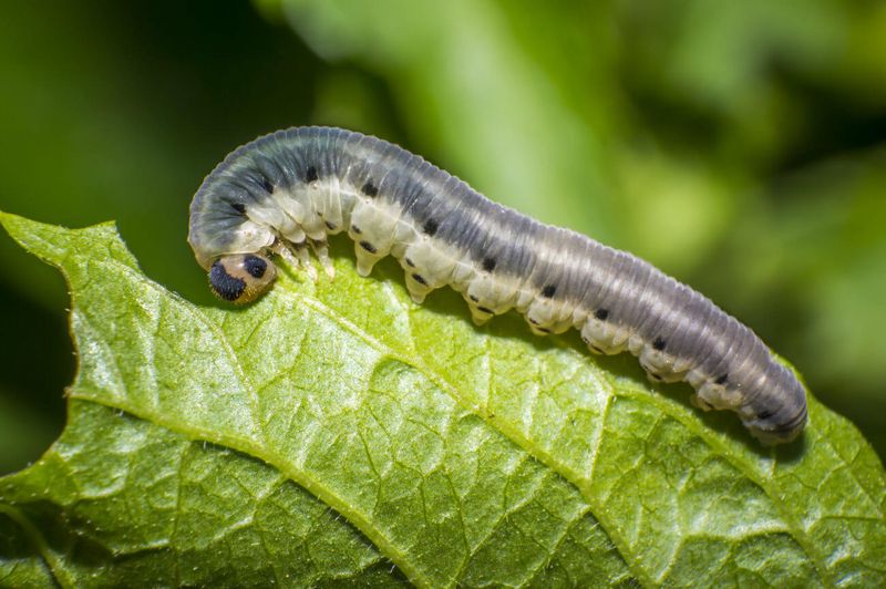 Cutworm