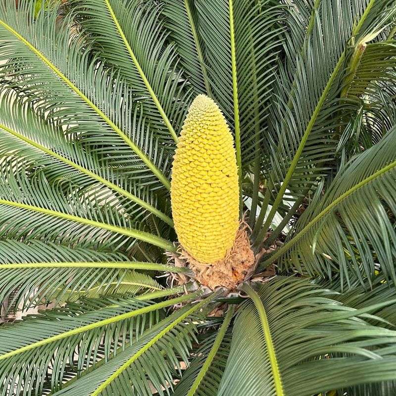Cycad