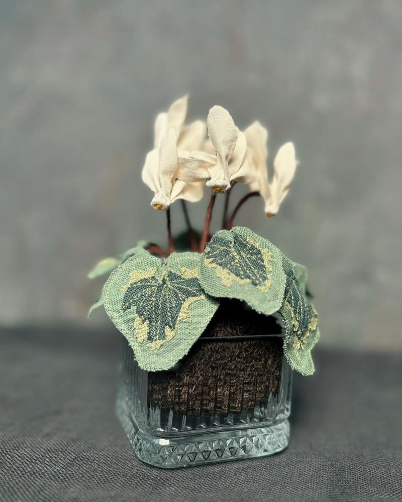 Cyclamen