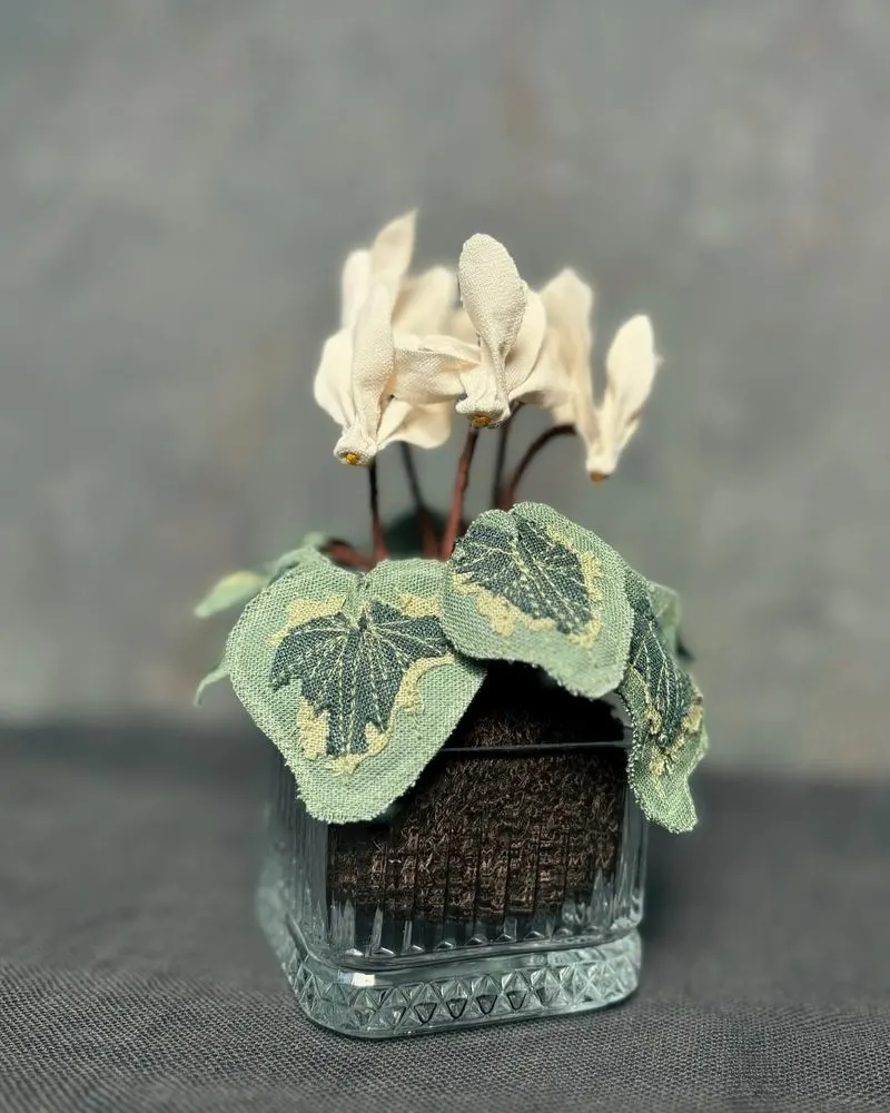 Cyclamen