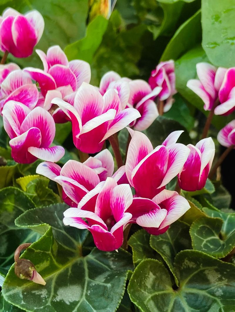 Cyclamen