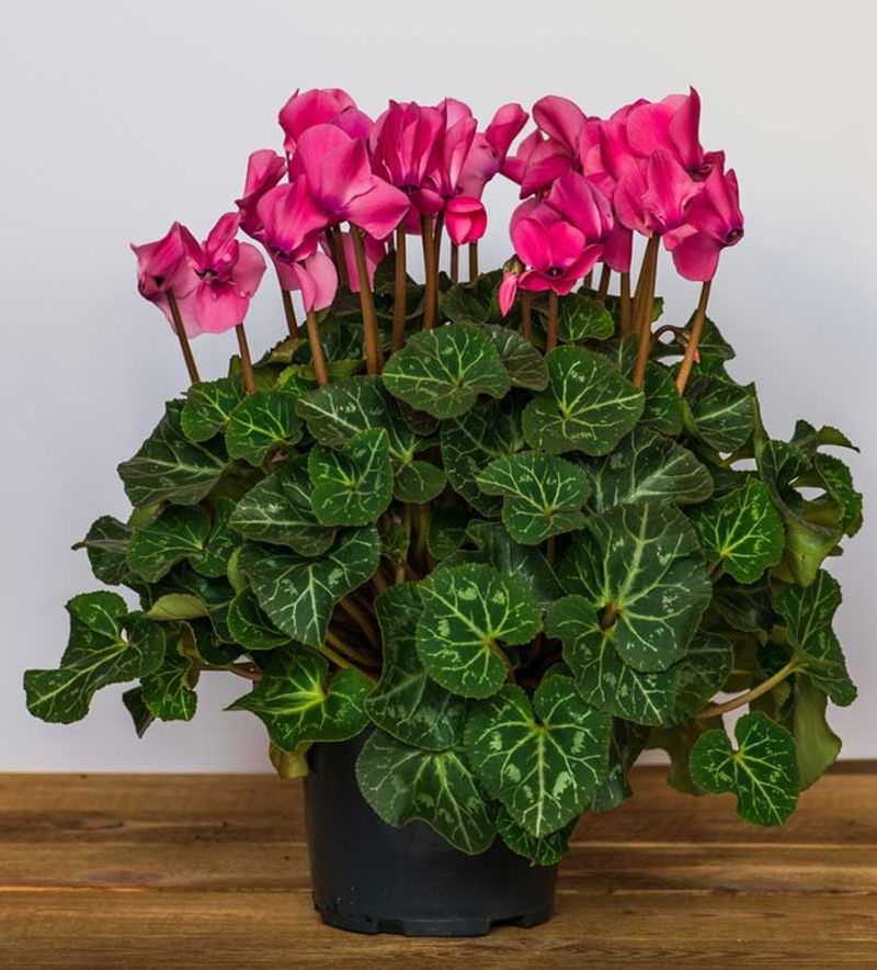 Cyclamen