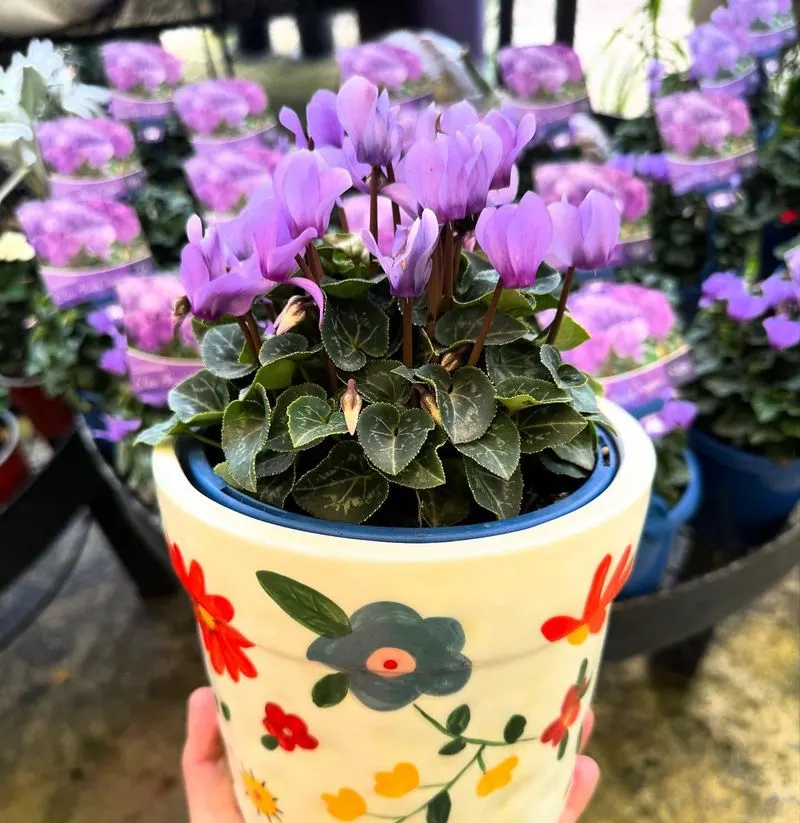 Cyclamen