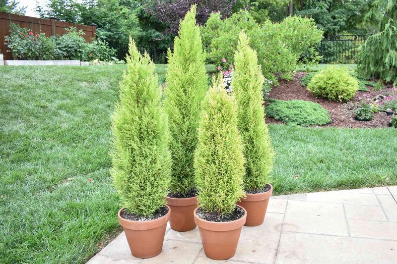 Cypress