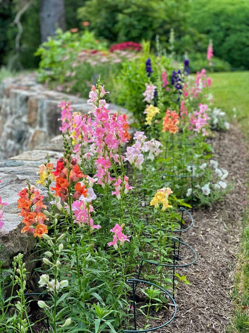 Snapdragon