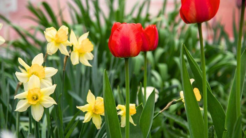 Daffodils and Tulips