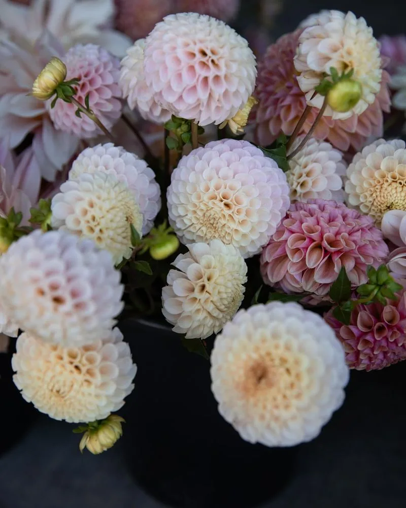 Dahlia