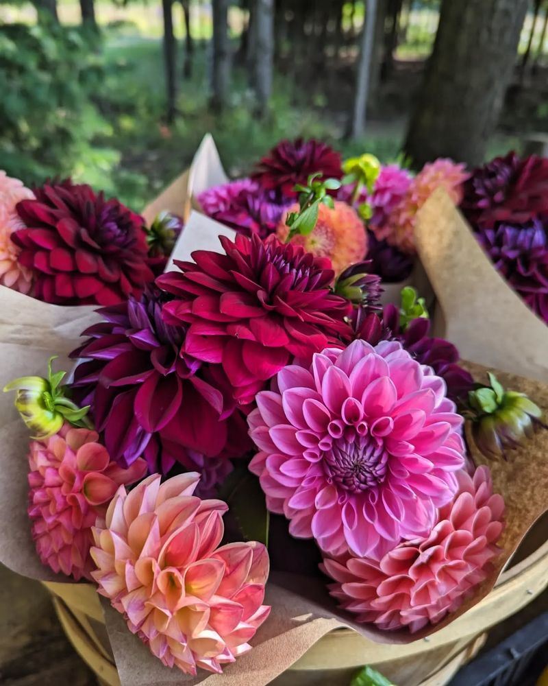 Dahlia