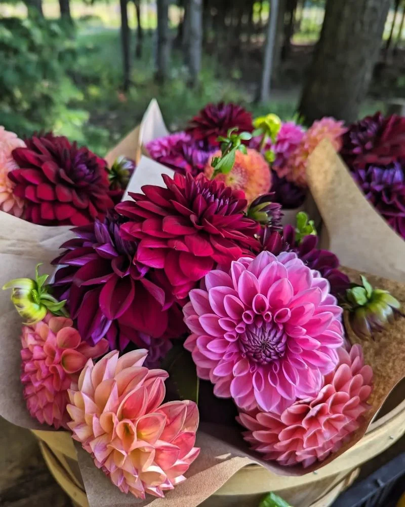 Dahlia