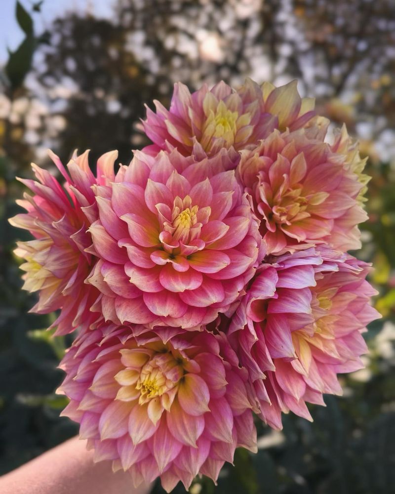 Dahlia